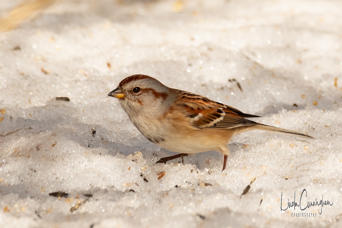 American Tree Sparrow - ML312643971