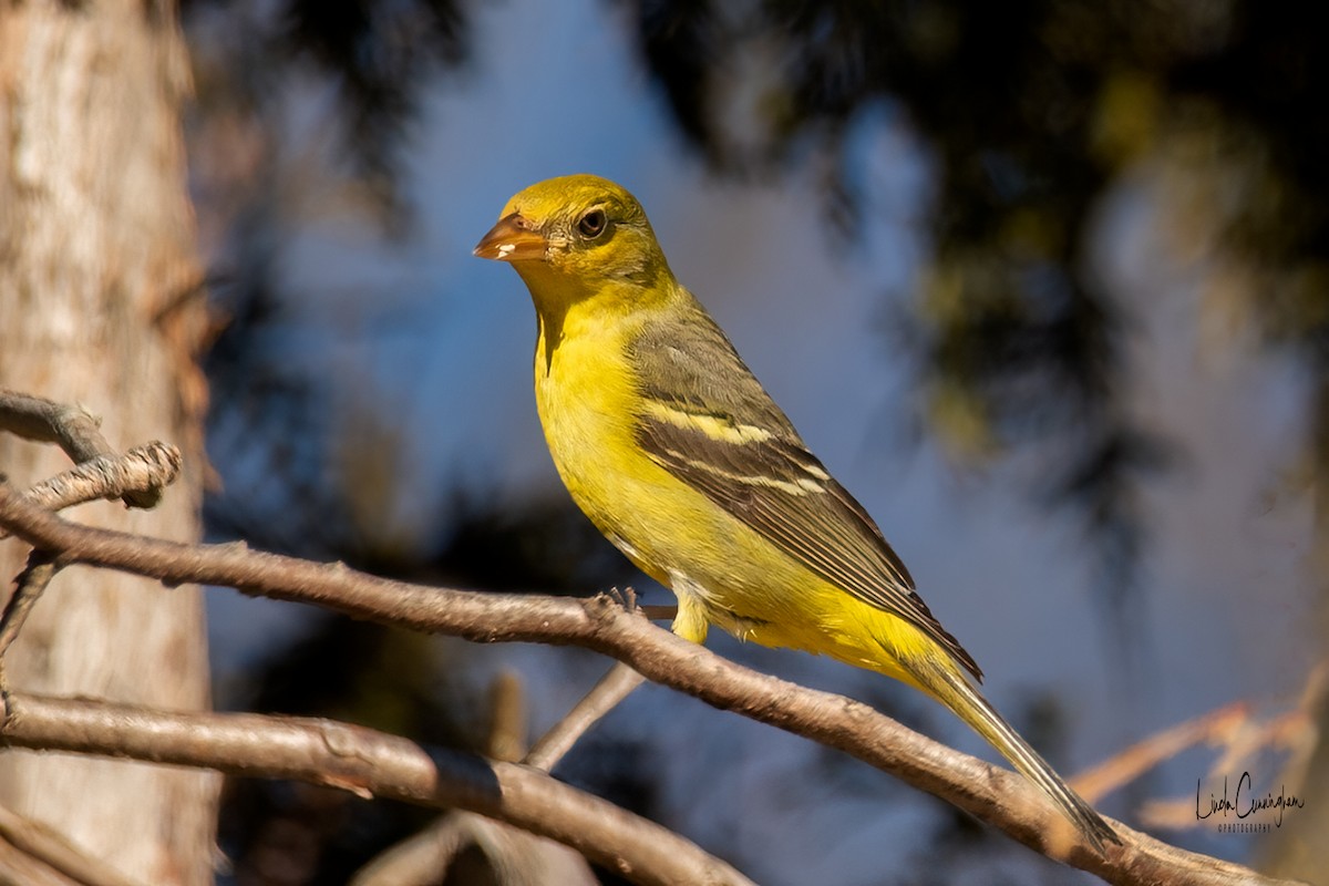 Western Tanager - ML312643981