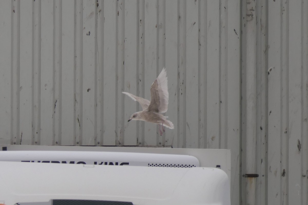 Мартин гренландський - ML312644071