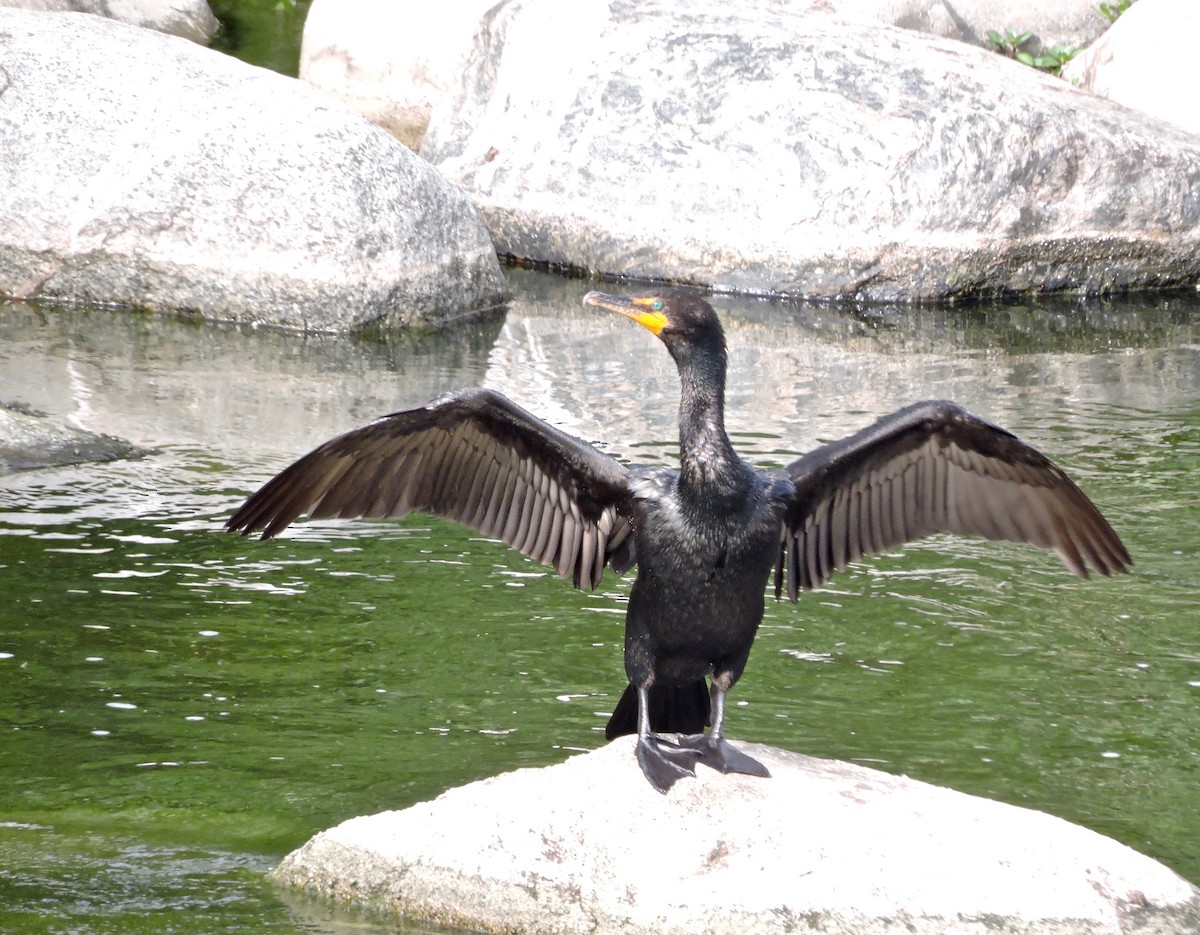 Double-crested Cormorant - Yvonne Burch-Hartley