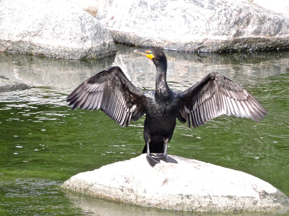 Double-crested Cormorant - Yvonne Burch-Hartley