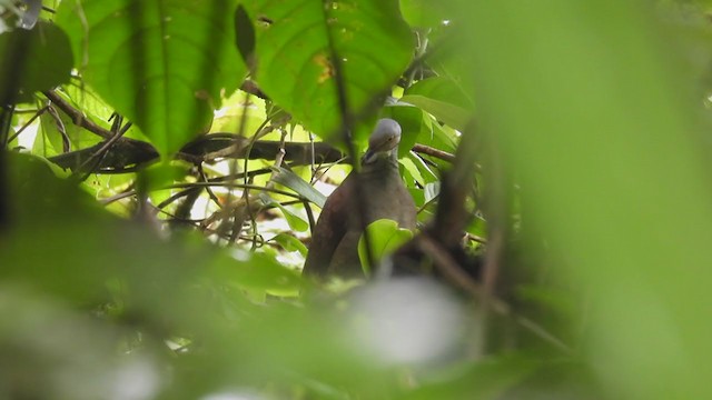 White-throated Quail-Dove - ML312645841