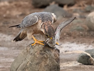 Adult (Barbary) - Peregrine Falcon (Barbary)