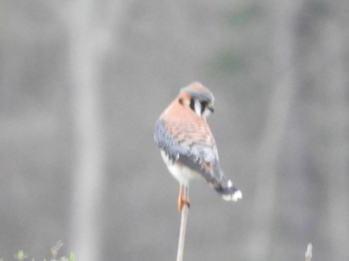 American Kestrel - ML312646331