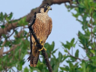 Immature (Shaheen) - Peregrine Falcon (Shaheen)