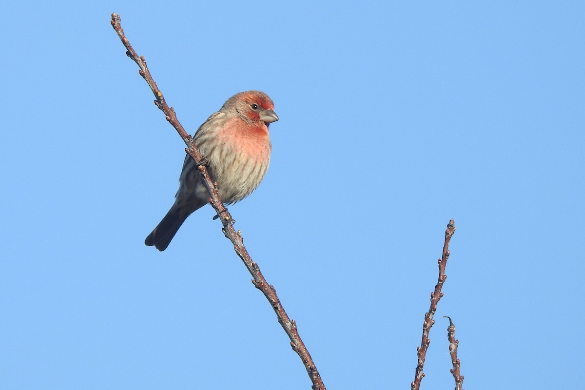 House Finch - ML312647091