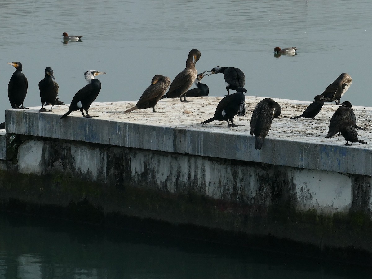 Great Cormorant - Rohit Jha