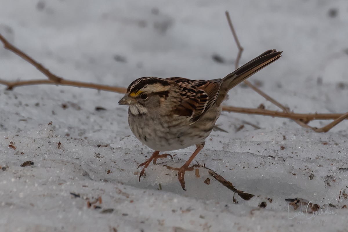 White-throated Sparrow - ML312647461