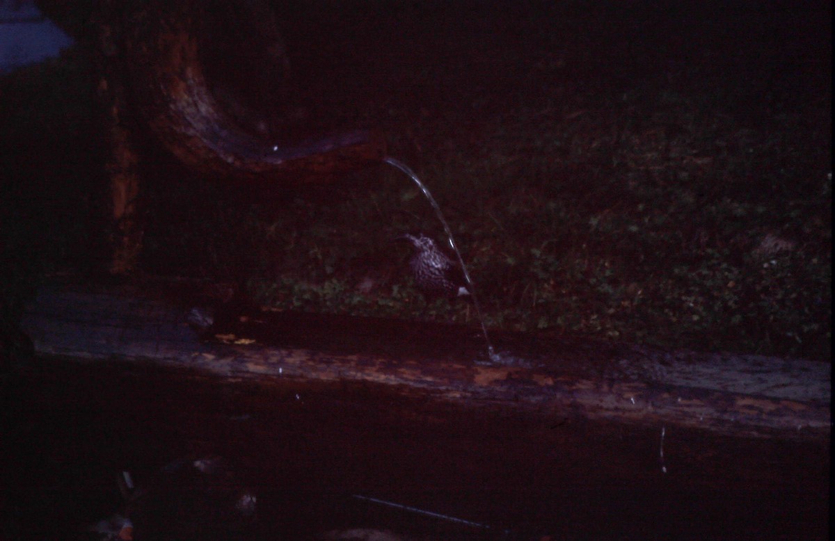 Northern Nutcracker - Pedro Cardia