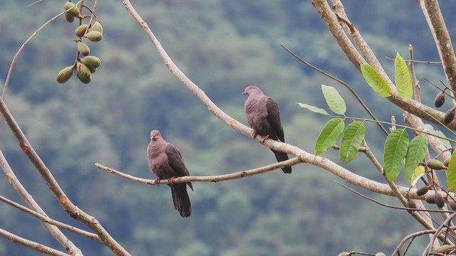 Ruddy Pigeon - ML312649131