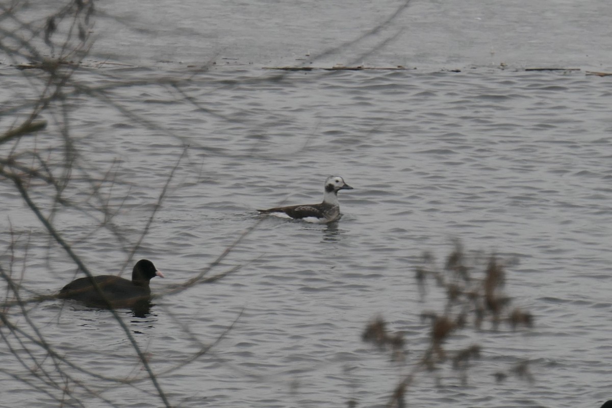 Long-tailed Duck - ML312649141