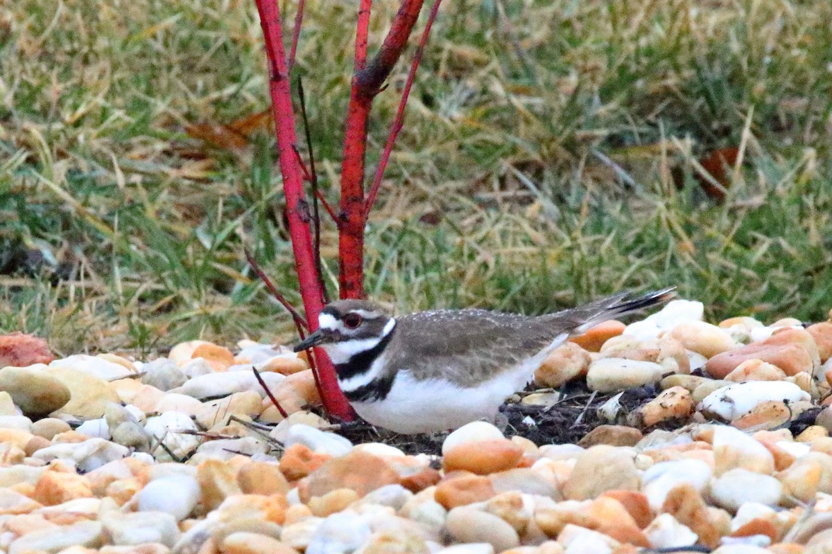 Killdeer - ML312650791