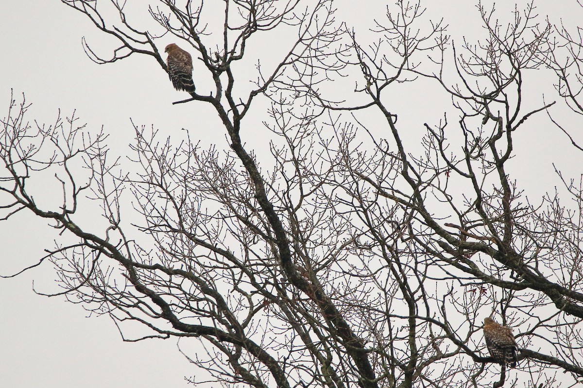 Red-shouldered Hawk - John Manger