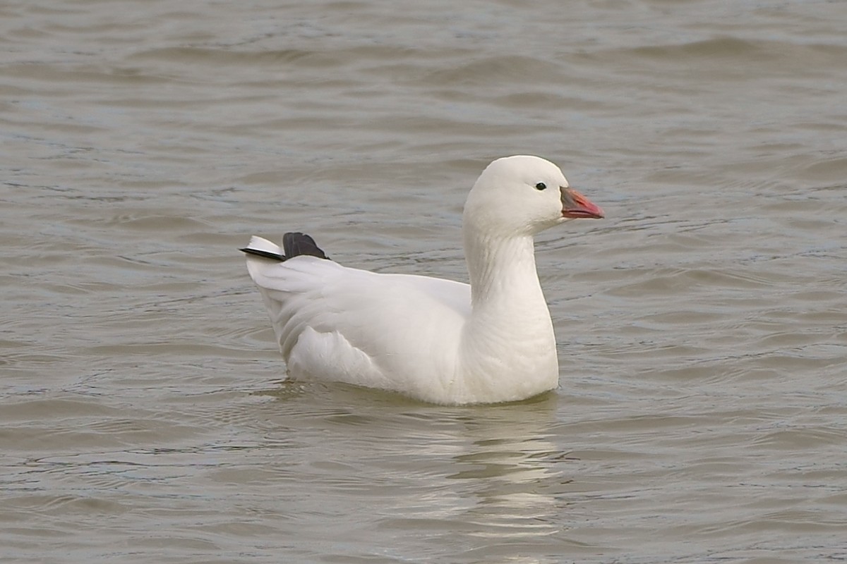 Ross's Goose - Howard Haysom