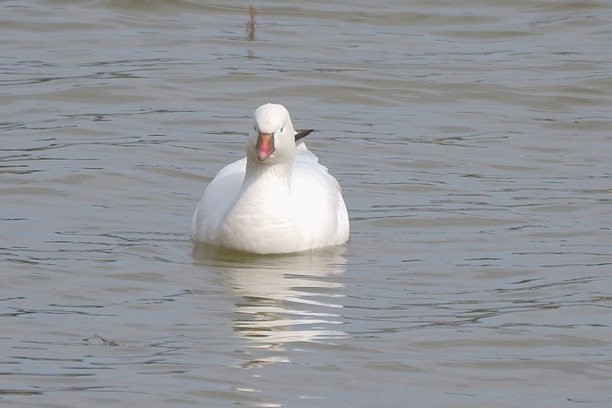 Ross's Goose - ML312652511