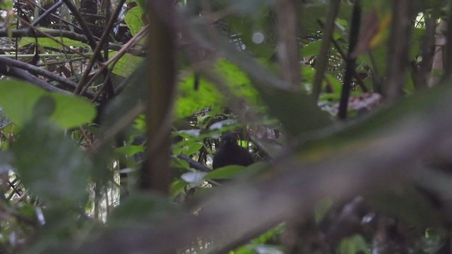 Long-tailed Tapaculo - ML312652561