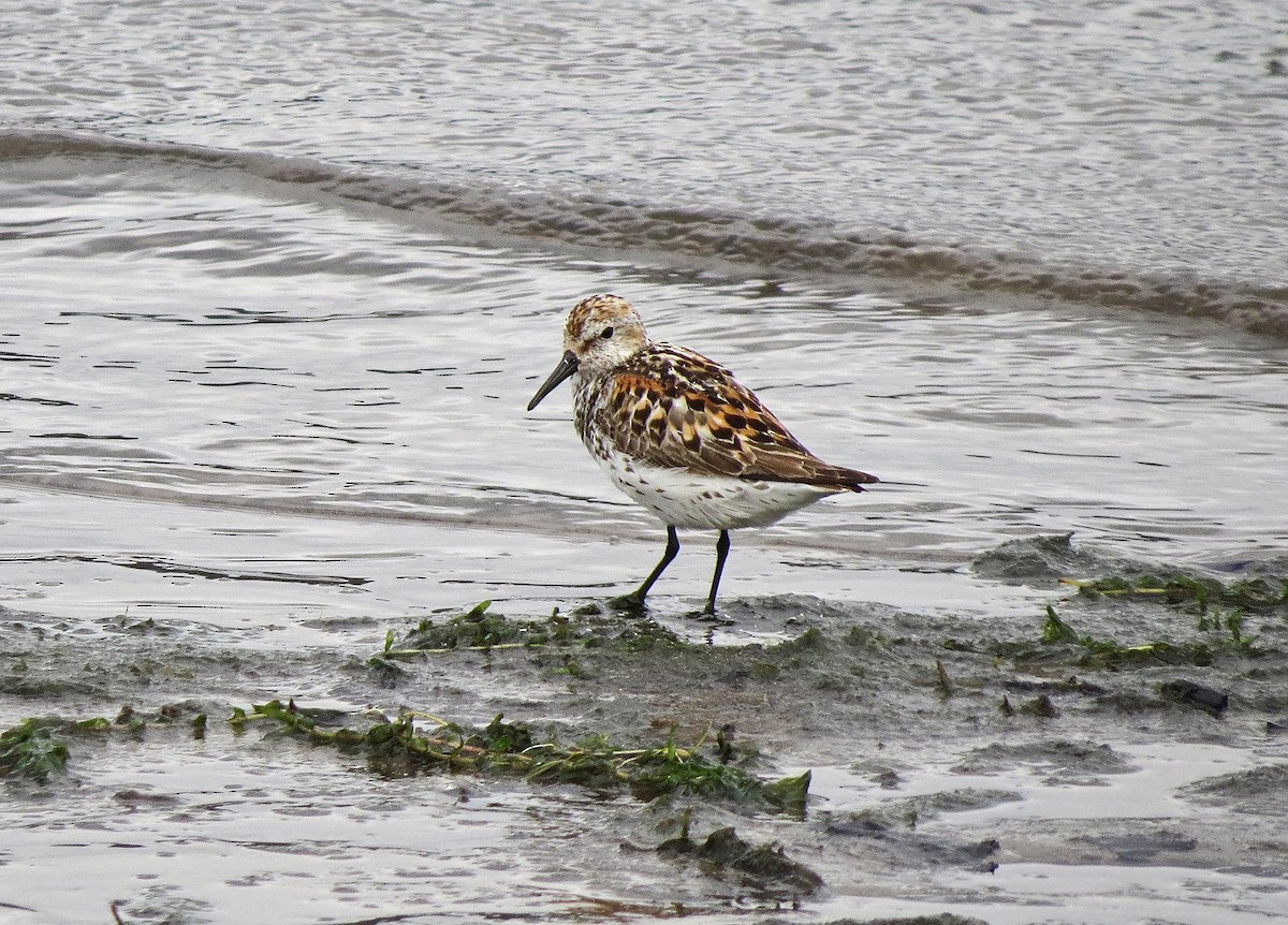 Western Sandpiper - Anonymous