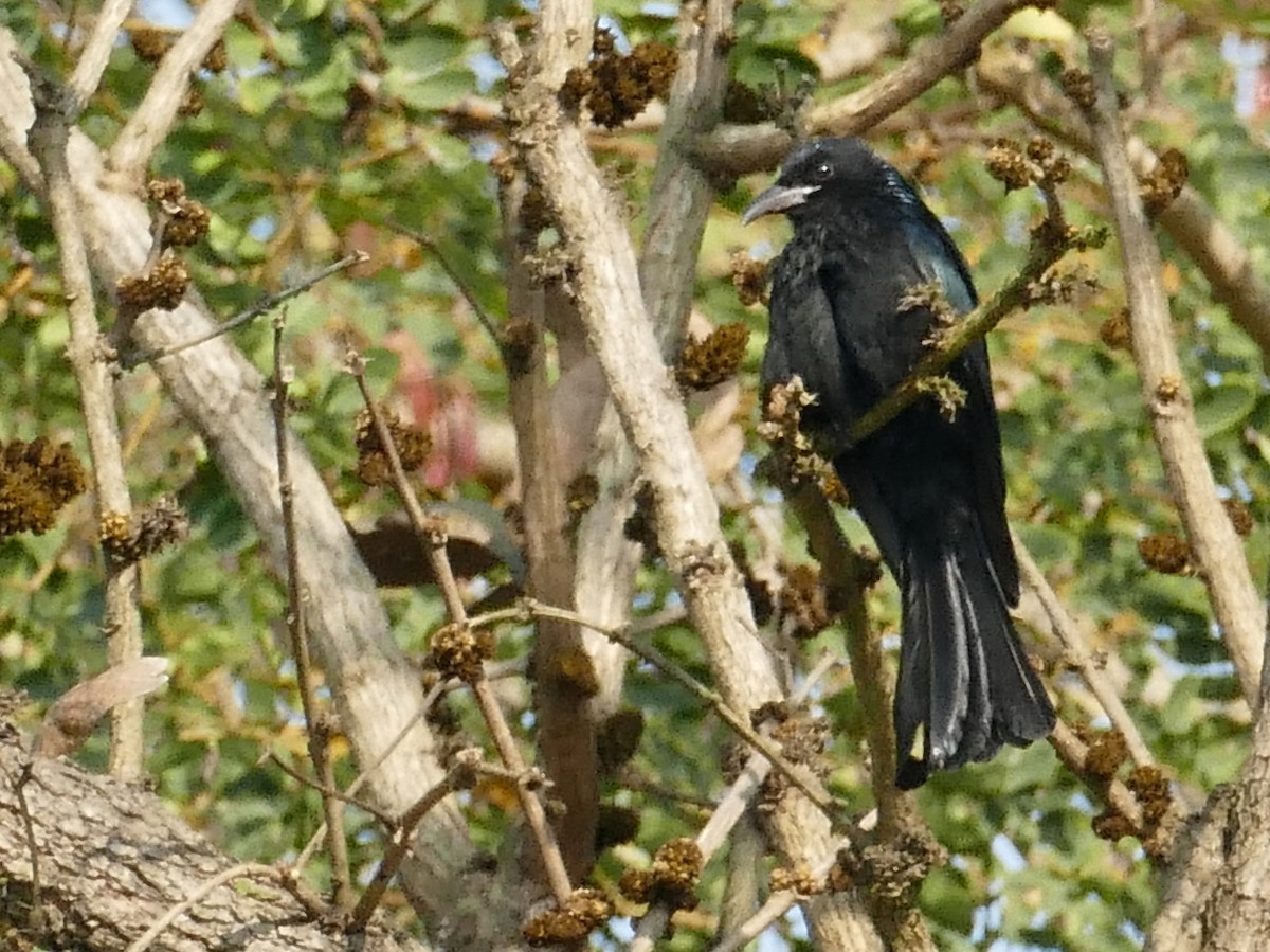 Hair-crested Drongo - ML312655581
