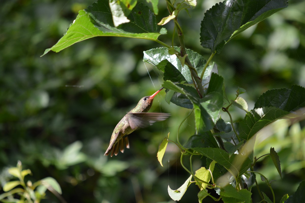 Gilded Hummingbird - ML312656231