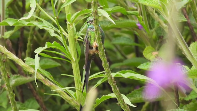 Colibrí de Raquetas Peruano - ML312661161