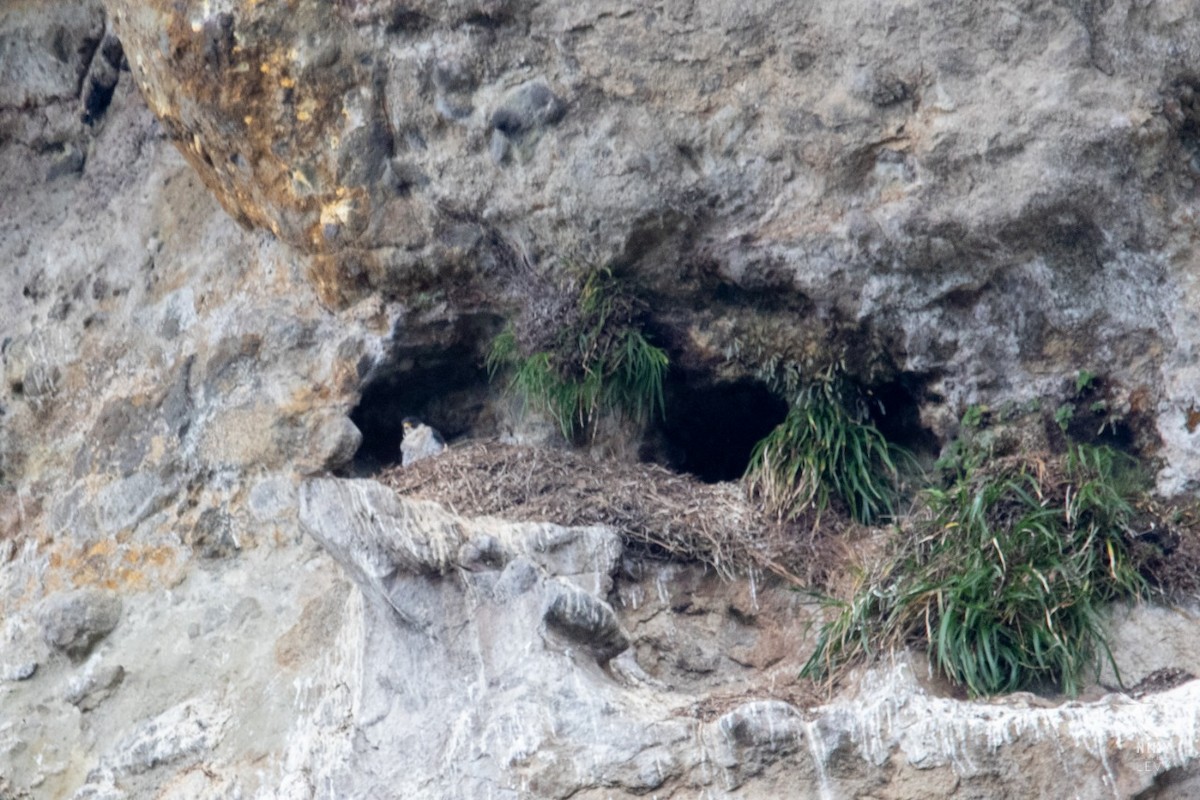 Peregrine Falcon - Birds Colombia Experience