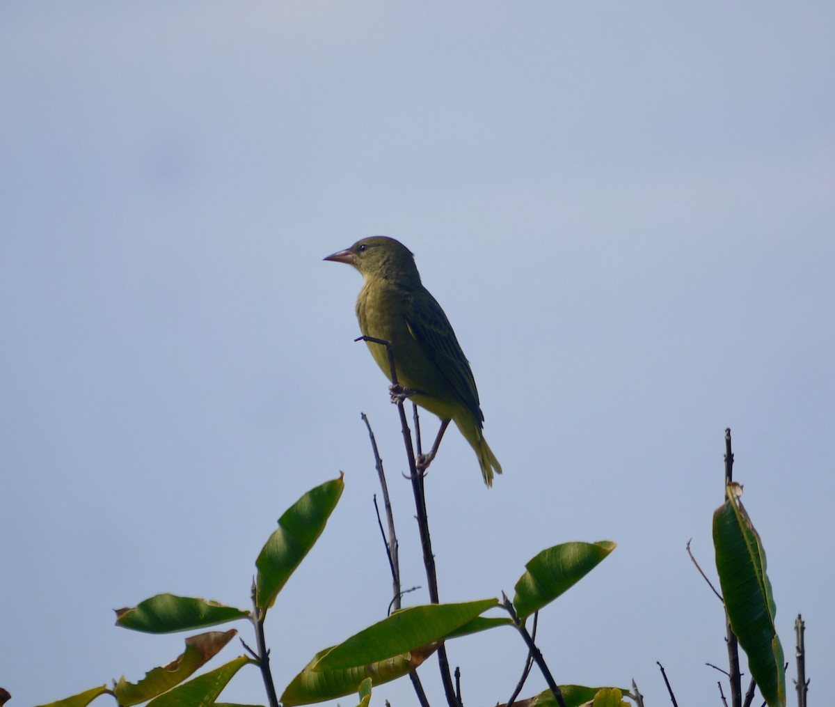 Cape Weaver - Martim Melo