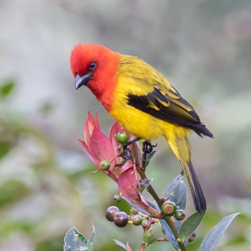 Red-hooded Tanager - ML312664101