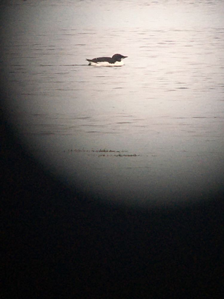 Thick-billed Murre - ML312664811