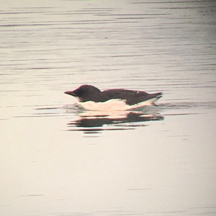 Thick-billed Murre - ML312664821