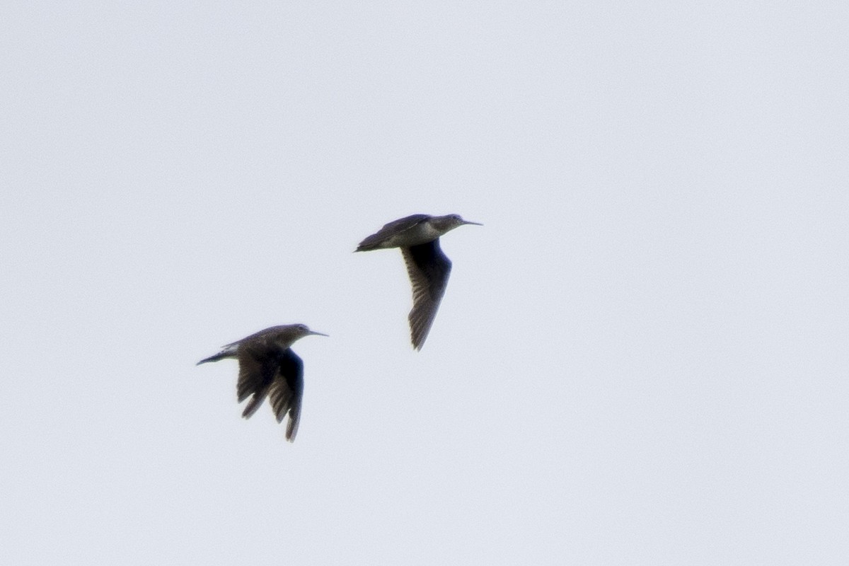 Solitary Sandpiper - ML312665061