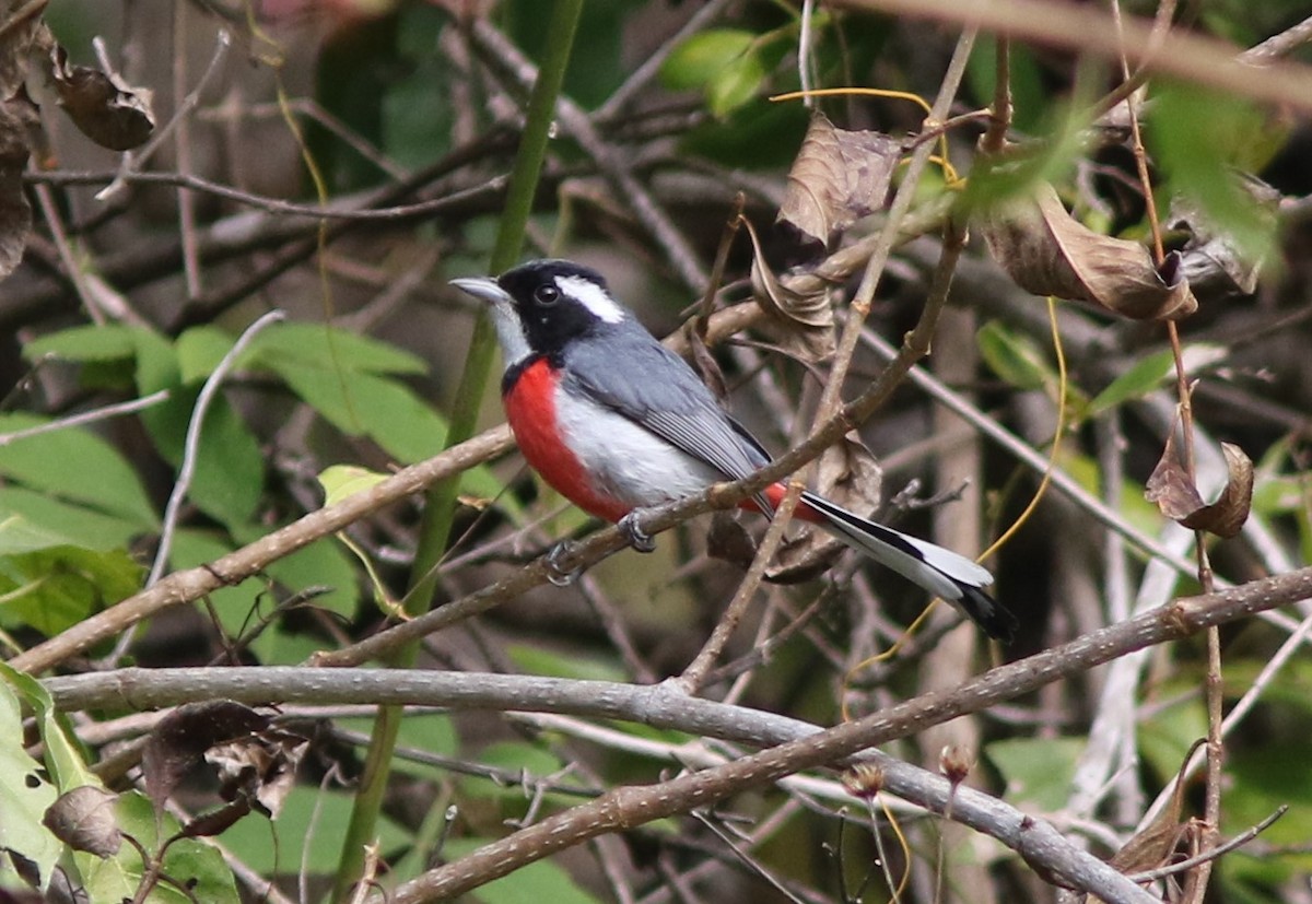 Красногрудая гранателла (venustus) - ML312665451