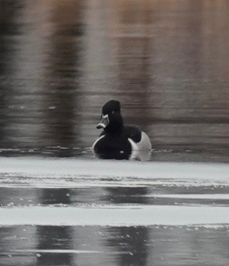 Ring-necked Duck - ML312667621