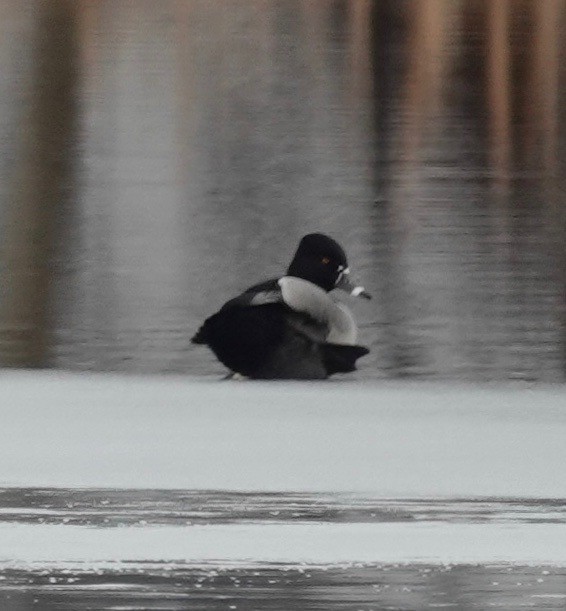 Ring-necked Duck - ML312667711