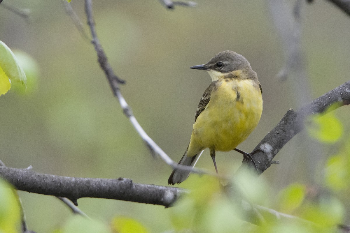 Western Yellow Wagtail - Miguel Rouco