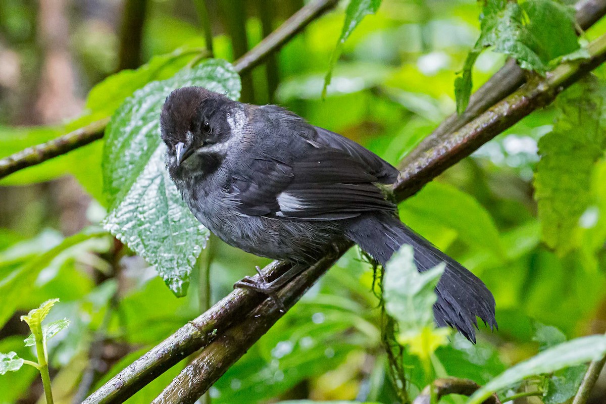 Slaty Brushfinch - ML31267221