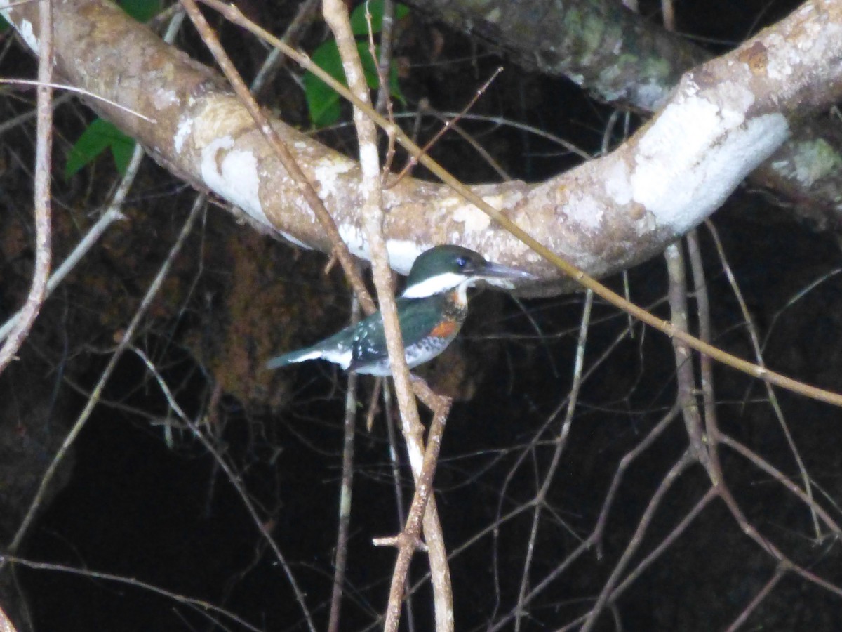 Green Kingfisher - ML31267271