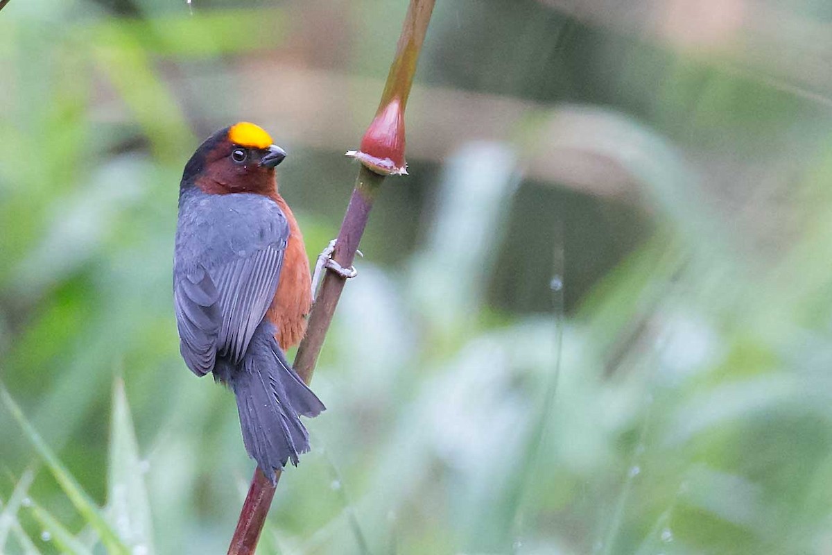 Plushcap - Renato Espinosa