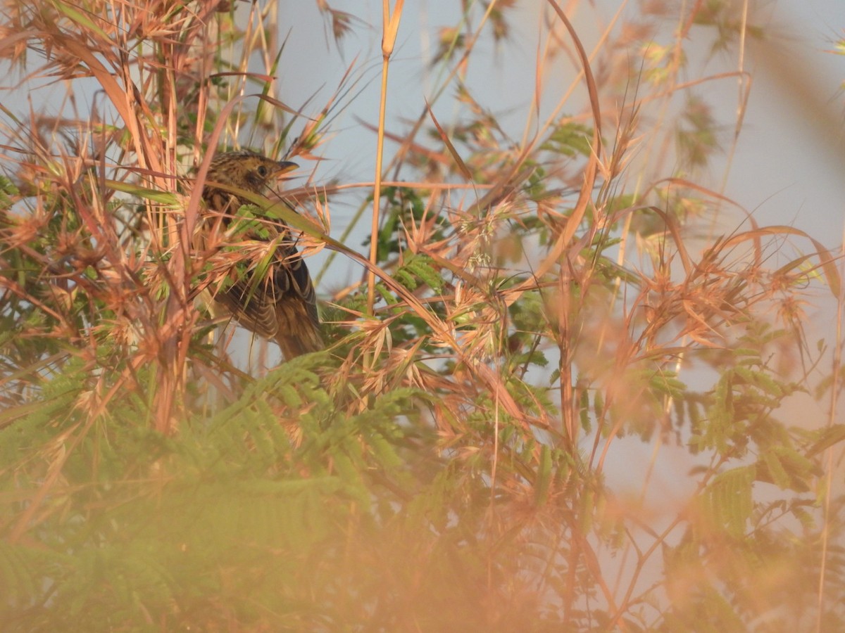 Bristled Grassbird - ML312674801