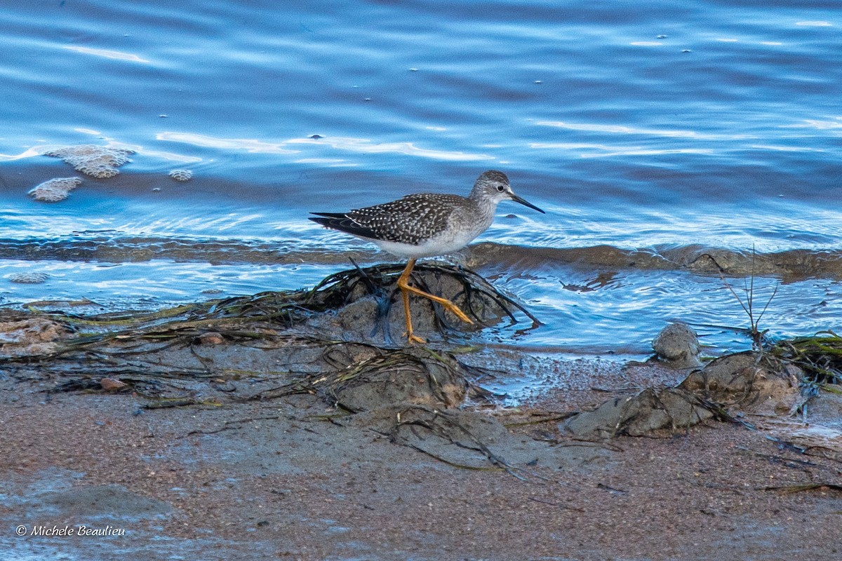 Lesser Yellowlegs - ML312675771