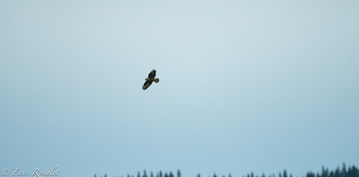 Common Buzzard (Western) - ML312675791