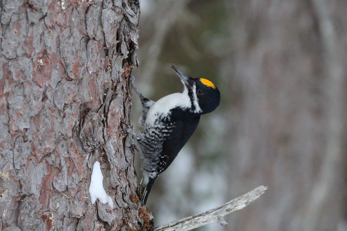 Black-backed Woodpecker - Sam Lievense