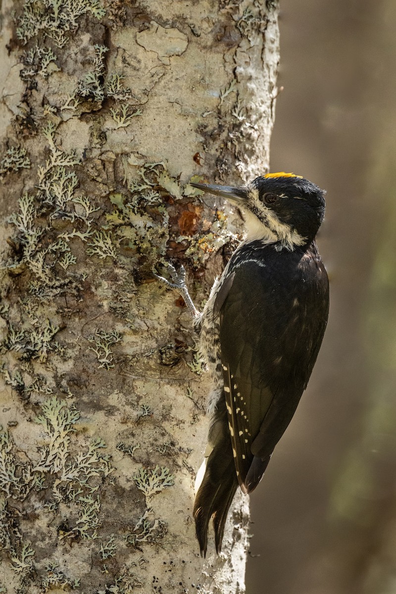 Black-backed Woodpecker - ML312676951