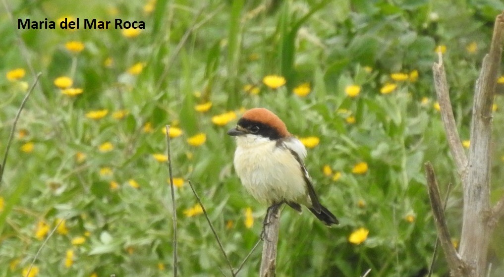 Woodchat Shrike - ML312677721