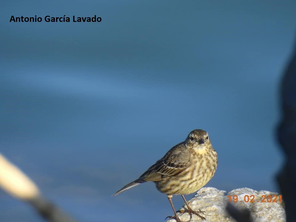 Rock Pipit - ML312678531