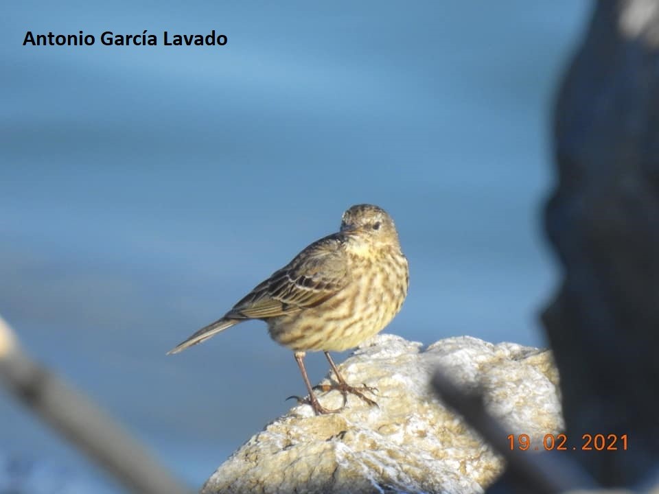 Rock Pipit - ML312678571