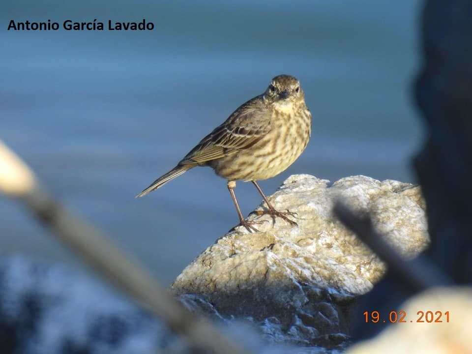 Rock Pipit - ML312678581