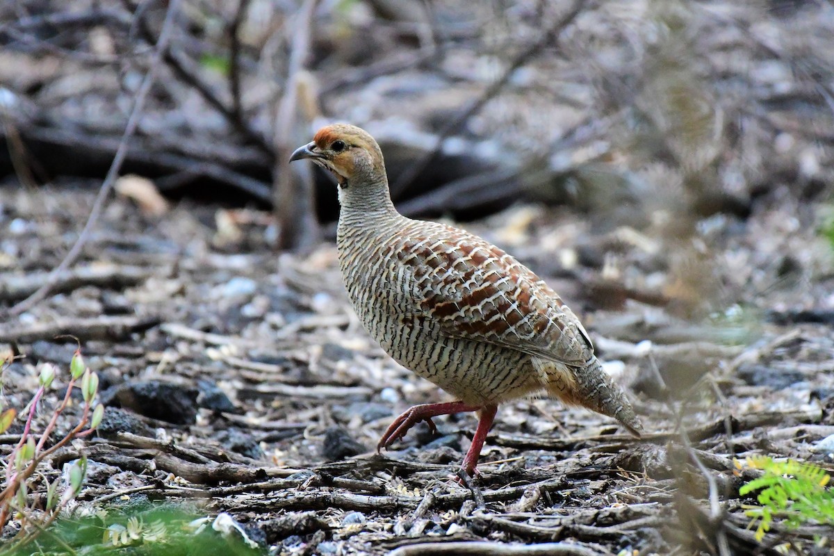 Gray Francolin - Kelly Kirkpatrick