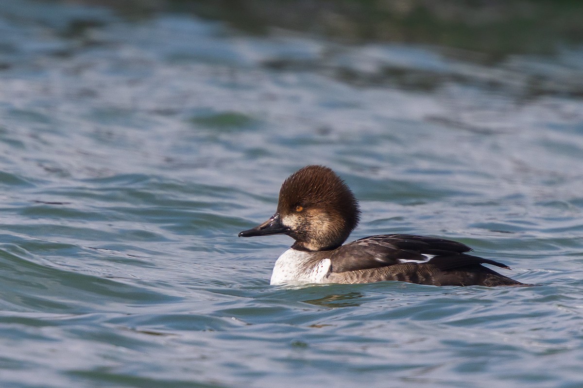 Common Goldeneye x Hooded Merganser (hybrid) - Brian Stahls