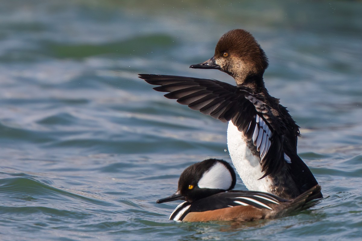 Common Goldeneye x Hooded Merganser (hybrid) - Brian Stahls