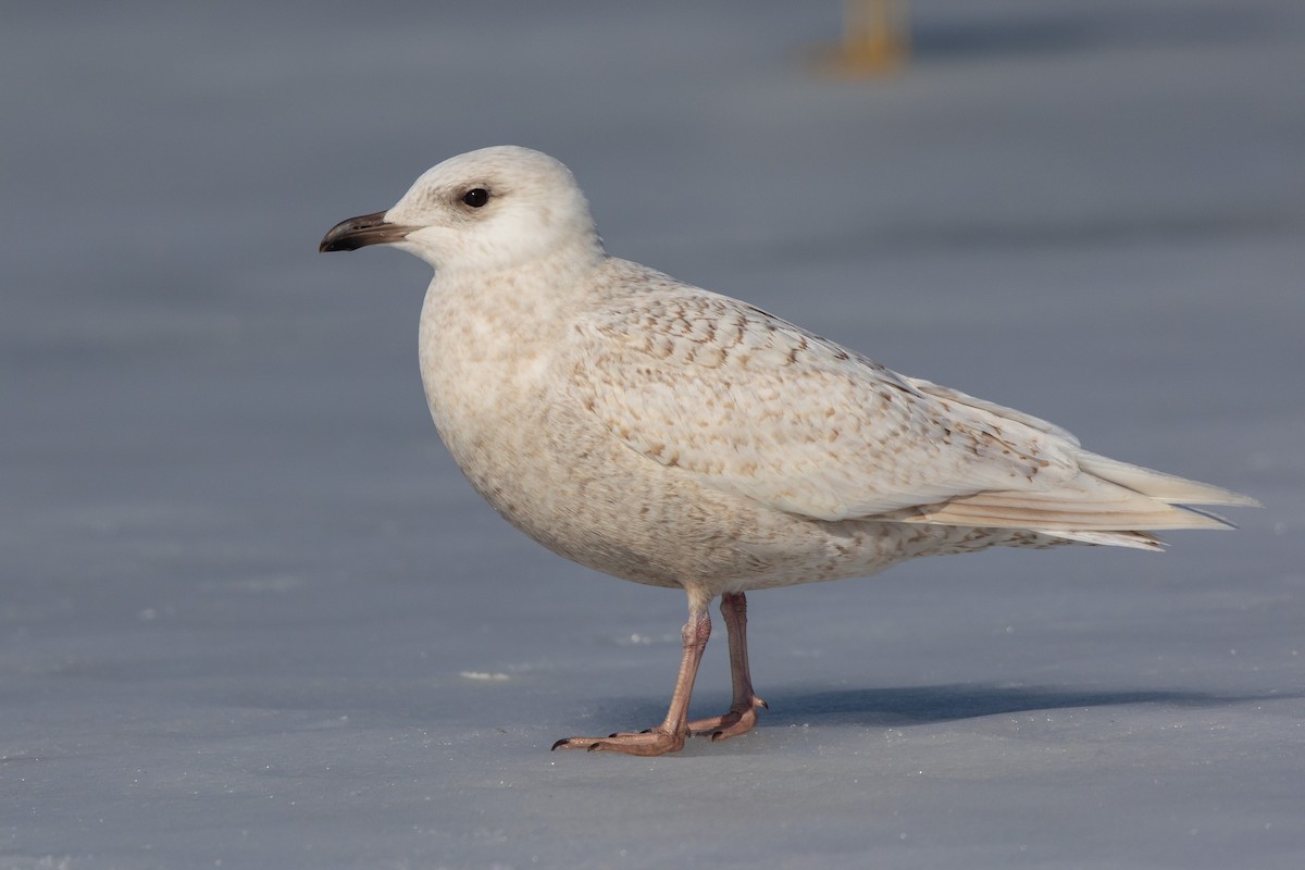Iceland Gull - ML312680681